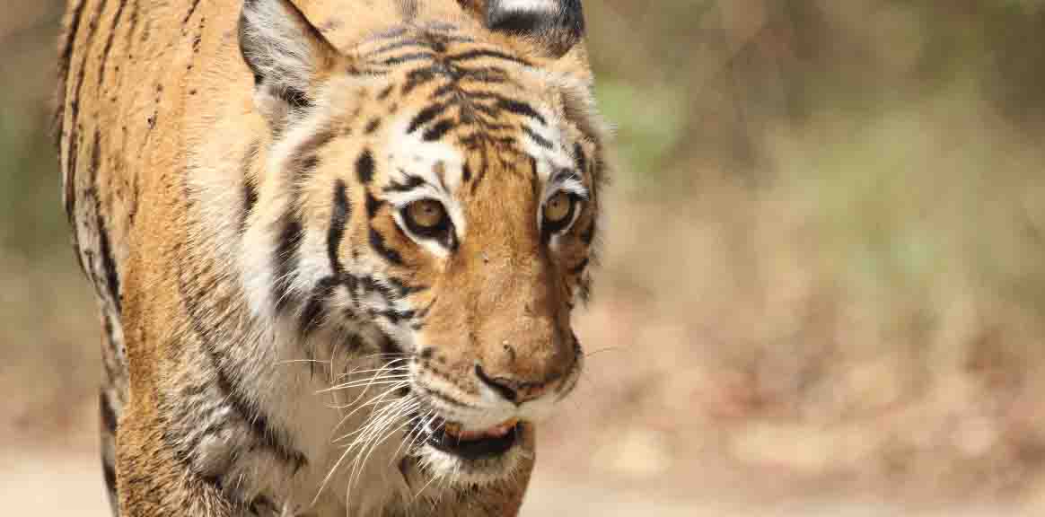 jim-corbett-tiger