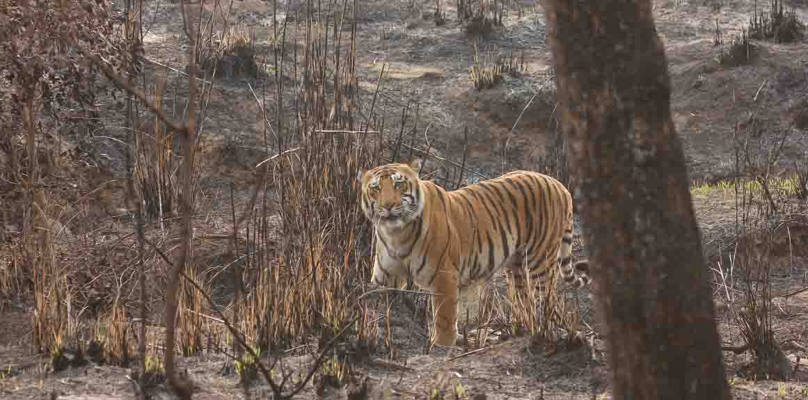 jim-corbett-tiger
