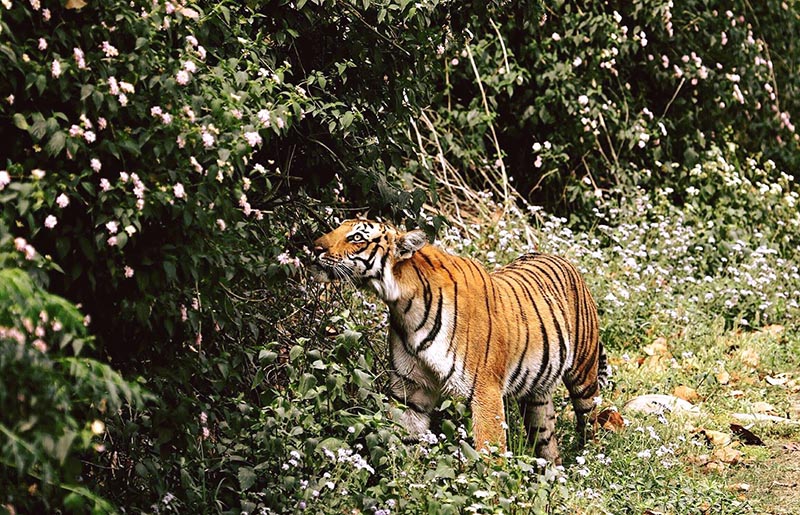 Jim Corbett Tigers
