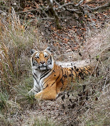 Tiger in Jim Corbett