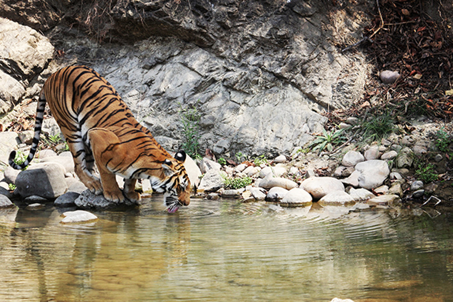 jim-corbett-tiger