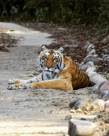 Jim Corbett Tigers