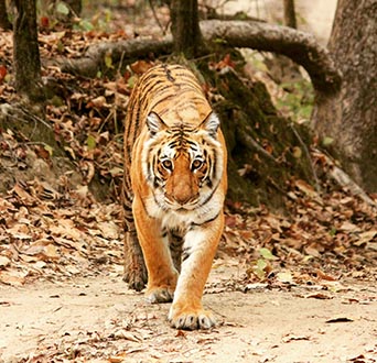 Jim Corbett Tigers