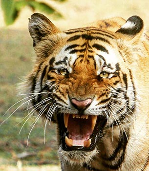 Jim Corbett Tigers