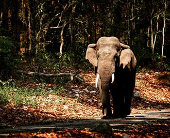 Jim Corbett Elephant