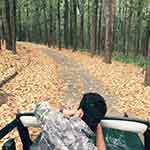 Jungle safari in jim corbett