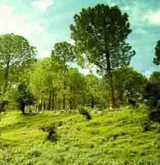 Pathkot near Jim Corbett