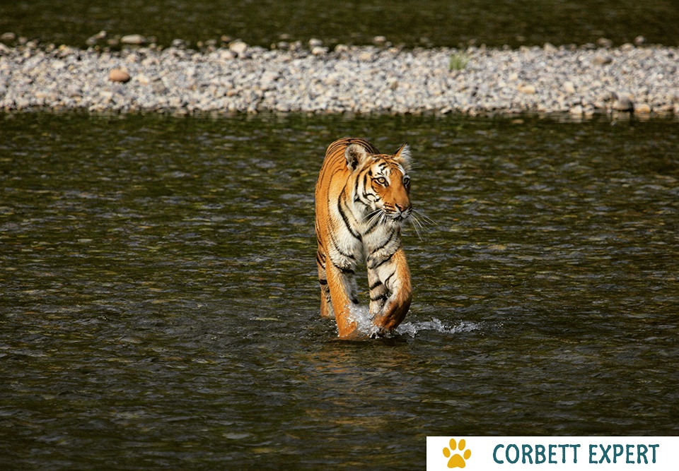 jim corbett tiger
